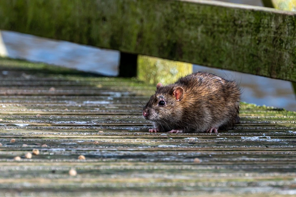 Picture of a rat on the deck