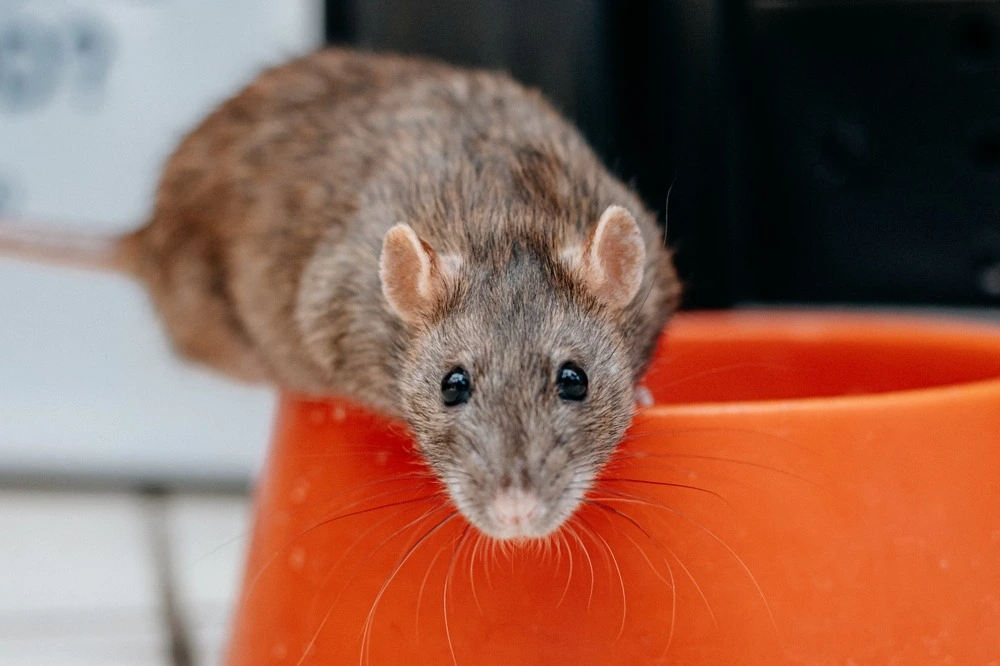 Rat on a cup.
