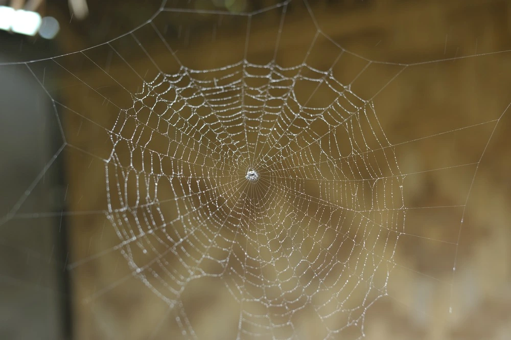 A spider outside on a web.