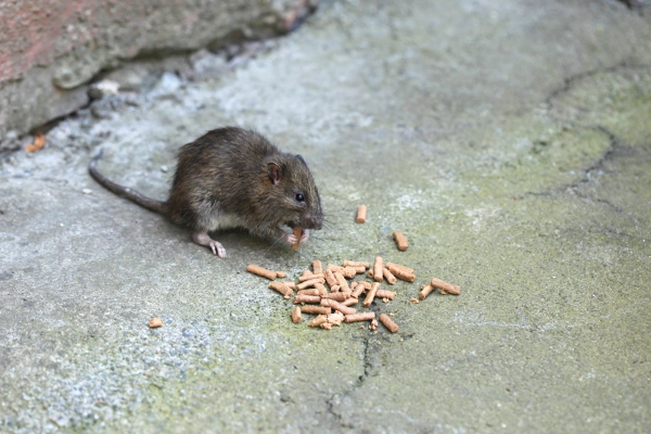 Rat in backyard eating spilled pet food. 