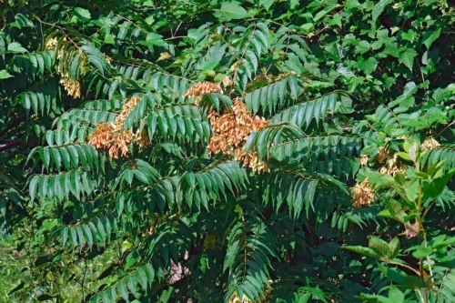 Up close view of tree of heaven leaves 