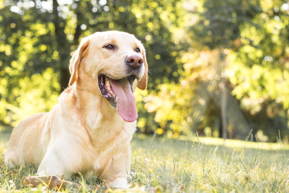 Dog lying on the yard