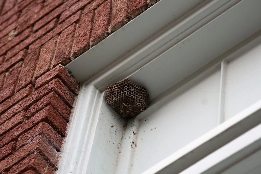 Wasp nest under the window sill.