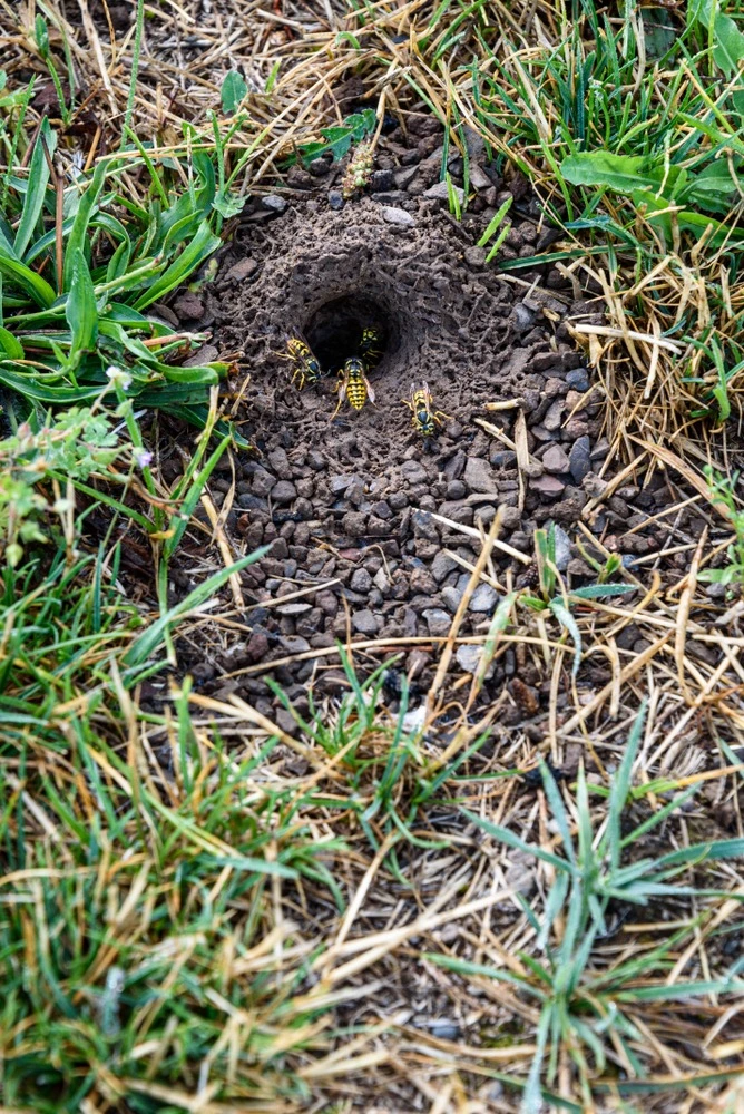 Yellowjacket nest