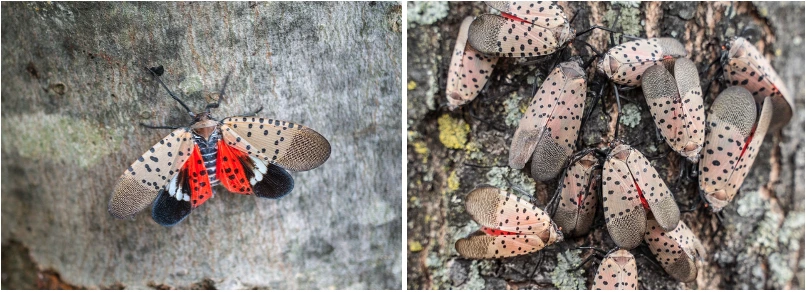 adult lanternflies on a tree