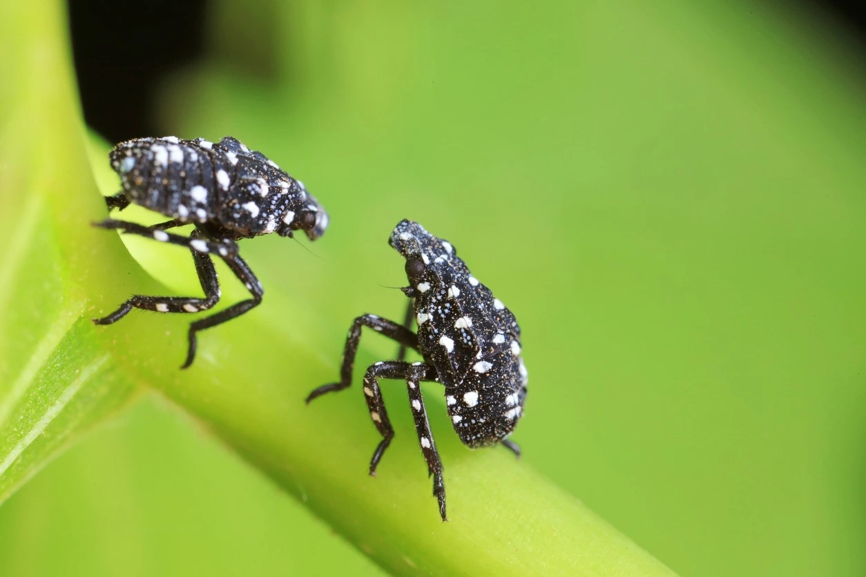 black and white lanternfly nymph