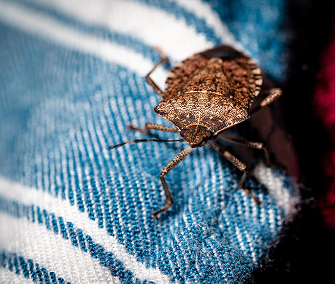 stink bug on the clothes