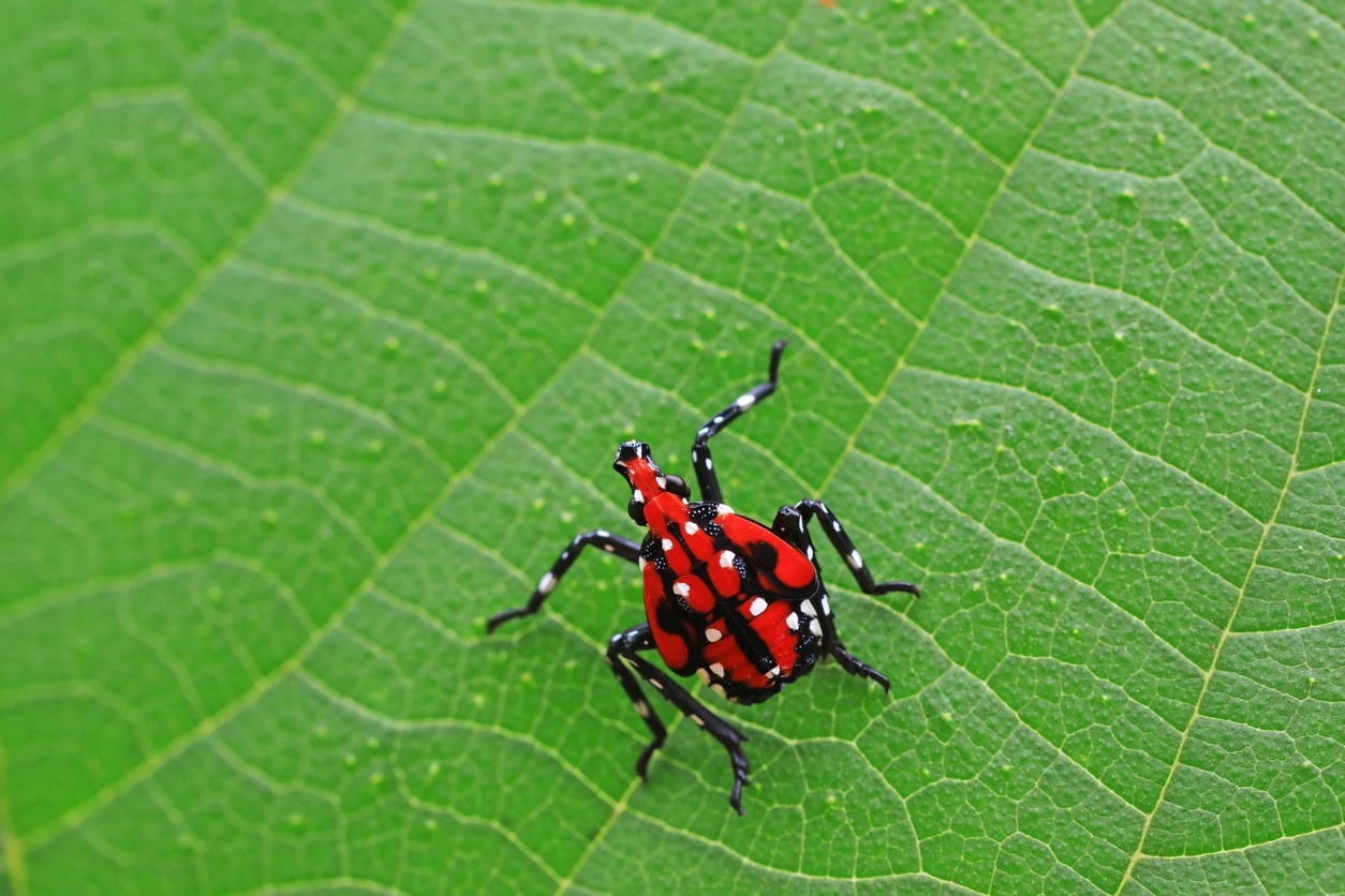 red and white lanternfly nymphs