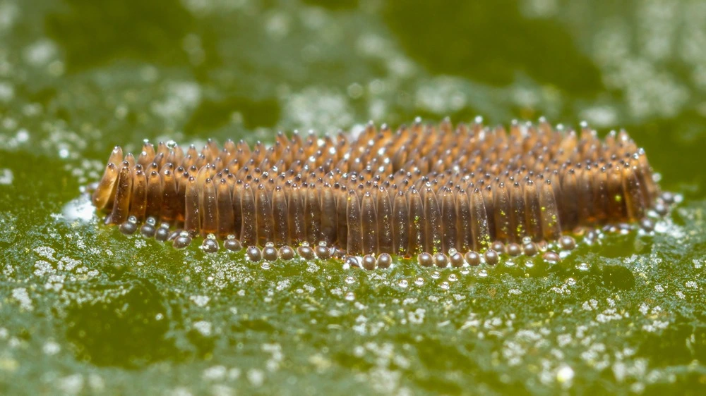 mosquito eggs