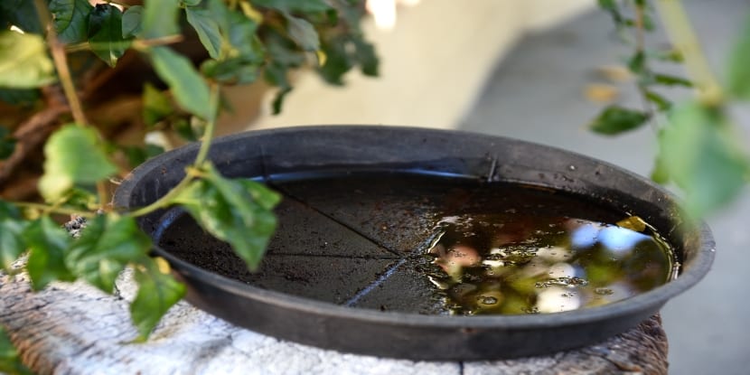 puddle-in-a-bowl