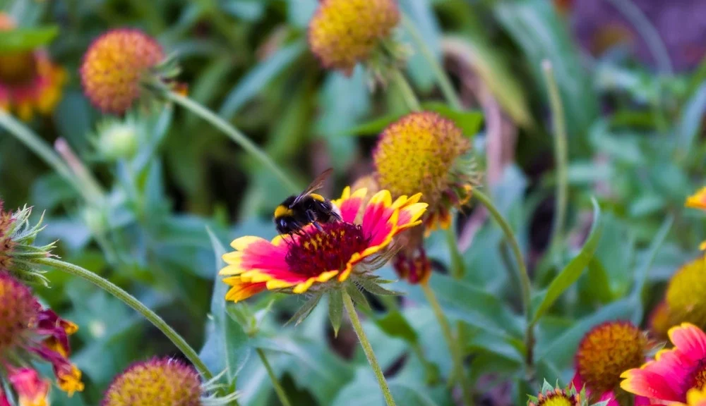 red-and-yellow-colorful-flowers-with-bumblebee